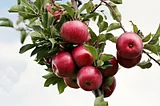 The Crunchy Truth: Uncovering the Benefits and Side Effects of Eating Apples