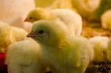 Tips to Raise Chicks