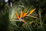 The Bird of Paradise