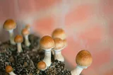 Psilocybin in the Medical Field