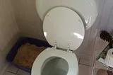 A toilet bowl.