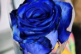 Finding Joy in the Fleeting: A Blue Rose’s Tale