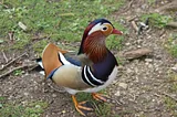 Fluffy Ducks! Have You Ever Seen Such a Handsome Bird?