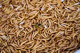 A mass of writhing maggots with a wasp in the middle eating some.