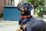 A Rottweiler dog wears a red collar with a red heart tag named Angel. She sits on the ground and looks up towards the left of the frame. A green dog house and a garden are in the background.