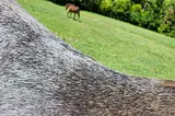 A red road horse coat mixed with grey