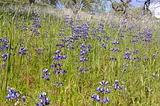 Hiking in Henry Coe: a wildflower preview