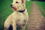 Exploring Glencoe, Scotland In A Heatwave With My Dog