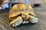 Mitch McConnell Now Spends All Day Playing With A Turtle Named Franklin