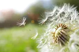 A dandelion with a seed floating away from it