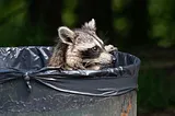 How Trash Animals Mirror Our Victories and Our Defeats