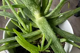 My Aloe Plant is Frisky