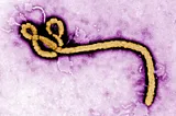 The Ebola Virus