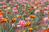 Colorful Carolina: Dogwoods and Tulips in the Blue Ridge Mountains