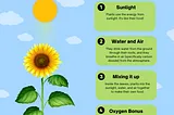 Demystifying Photosynthesis: How Plants Make Food