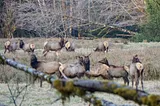 Roosevelt elk: icons of the Pacific Northwest’s coastal rainforests