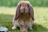 10 Lop Rabbit Breeds That Will Blow Your Mind