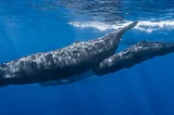 A pod of sperm whales featuring a mother and calf.