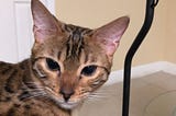 Cleopatra Bengal photo by Drew Spangler