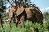 Tusked elephant standing in front of tree in the wild