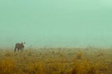 Photo of a cow standing in a paddock in the morning fog