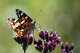 Close-Up Photo of Brown Butterfly on Purple Flowers