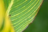 a green butterfly spirit in a calla lily flower | nature | © pockett dessert