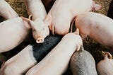 European Authorities Are Deploying Helicopters, Drones, and Sniffer Dogs To Halt the Swine Fever…