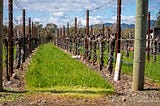 Vineyard vines at a Napa winery