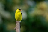 Photo of an American goldfinch in a garden.