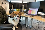 A mixed breed dog, sitting and smiling on a computer chair at a desk with a laptop and other equipment.