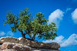 A tree grows from seemingly solid rock near the top of a canyon.