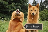 Kiko the Finnish Spitz dog poses for a photo backwards and upside-down while her disapproving sister looks on.