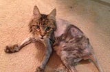 We Shaved Our Maine Coon Cat, The Dog Laughed, Then All Hell Broke Loose in Our House