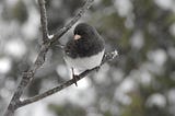 A dark-eyed junco (bird) with gray head, white belly, and pink beak perches on a branch in winter.