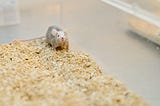 What Lonely Humans Can Learn From Lonely Mice