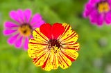 Closeup of a yellow flower with red striations and showing the top middle part of the flower with a cherry-red splotch that appears shaped as a heart, flanked by an out of focus couple of purply-pink flowers and bright green grass background