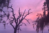 A leaf-less tree is situated by the edge of eerily still water. The sunset sky is brightly painted with color.