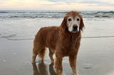 An old golden retriever on the beach in late afternoon.