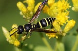 Wasps Are Wonderful!
