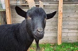 Say Hi to Portland’s Belmont Goats