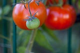 Preserving the Last of the Summer Tomatoes