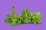 Stevia plant leaf