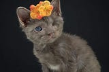 A photo of a small grey kitten that is missing one eye, wearing orange flowers on their head