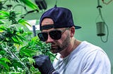 Stakes Is High: Matthew Morgan’s Legal Weed Gamble Pays Off