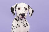 People Who Have Dogs Live Longer (Which Means More Time With Their Dogs)