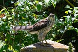 The Hawk in the Hydrangea