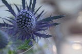 love, peace, forgiveness in a glass vase with purple blue thistle flowerlight bokeh | © pockett dessert, forgiveness