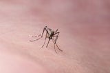 A close-up of a mosquito sitting on human skin.