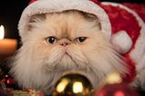 A Persian cat dressed in a Santa outfit. It doesn’t look happy.